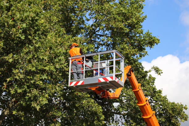 Best Tree Mulching  in Reisterstown, MD